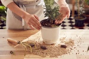 원예 힐링 프로그램 ‘초록 치유시간’ 이미지